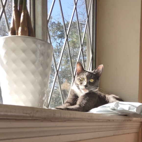 Meet your Posher, Bobbie - Picture 4 of 5